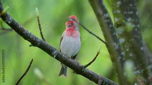 Common rosefinch (Carpodacus erythrinus) song, scarlet bird singing