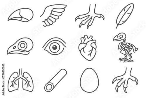 Bird Anatomy Icons. Line style icons of bird anatomy: beak, wing, claw, feather; skull, eye, heart, skeleton; lung, hollow bone,