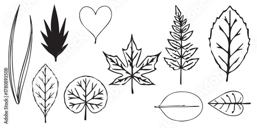 A collection of various leaf shapes and types, illustrated in black and white line art style on a plain background.