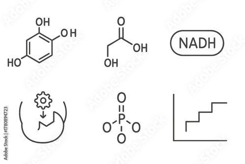 Glycolysis Line Icons. Line style icons of Glycolysis: glucose molecule, pyruvate product, NADH symbol, enzyme catalysis,