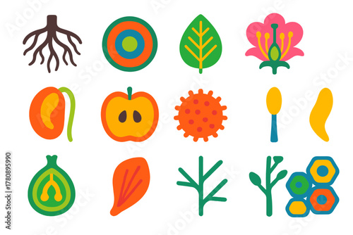 Botanical Anatomy Icons. Flat vector icons of Botanical Anatomy: root system, stem cross-section, leaf venation, flower parts,