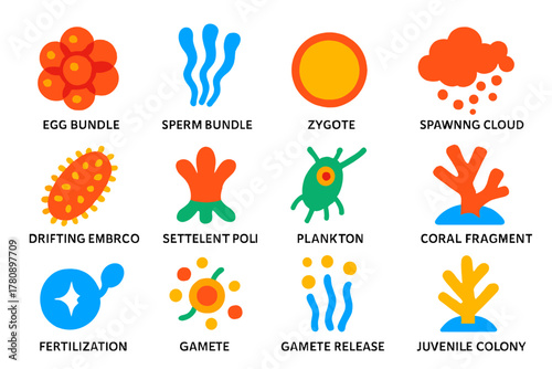 Coral Reproduction Icons. Flat vector icons of Coral Reproduction: egg bundle, sperm bundle, zygote, larva, settlement polyp,