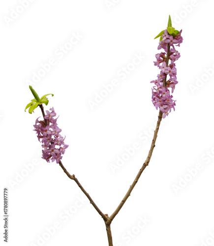 Flowering branch of wolfberry isolated on transparent background