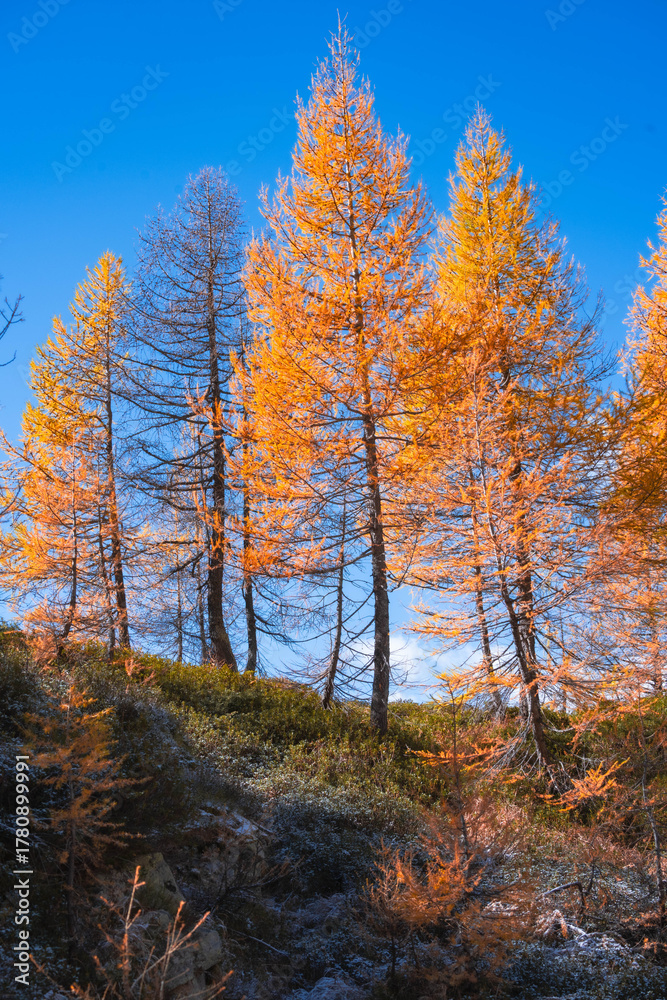 Fototapeta premium Autumn landscape in the Alps