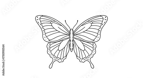 Exquisite black and white line art illustration of a delicate butterfly insect graphic nature