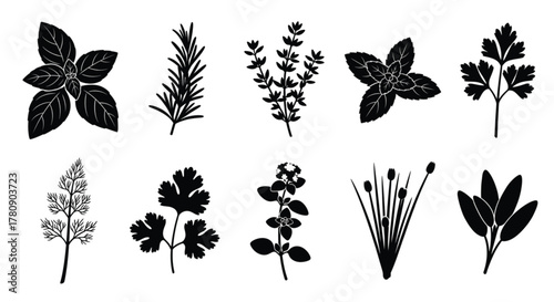 Culinary Herb Silhouette Icon Set Vector Illustration