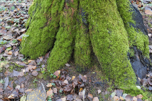 Tree trunk covered with bright green moss in the autumn forest.
