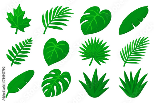 Tropical Leaf Vector Icons. Isometric vector illustration set Tropical and Decorative Leaves: maple leaf, palm leaf, monstera leaf