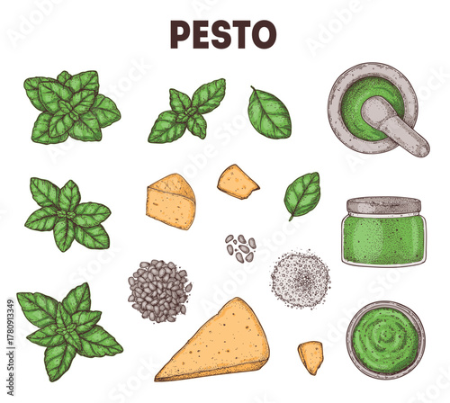 Pesto sauce ingredients vector illustration. Hand drawn. Italian food. Basil, parmesan cheese, pine nuts, garlic, salt, arugula, mortar and pestle