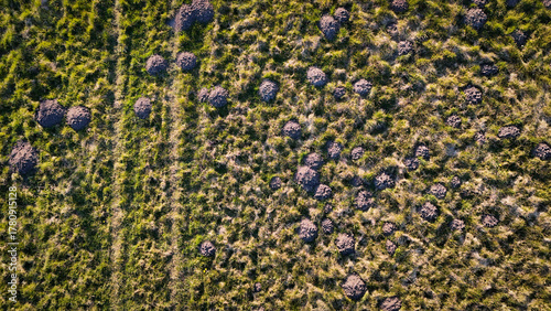 Molehills in a field