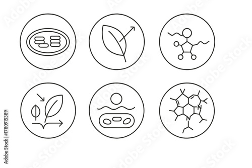 Chlorophyll Study Icons. Line style icons of chlorophyll study in round shape: chloroplast diagram, leaf with light, molecular