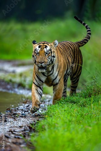 The Majestic Tiger in it's Natural habitat 