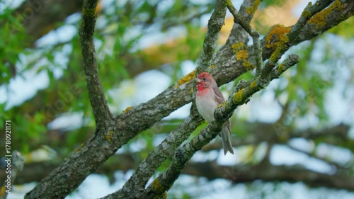 Common rosefinch (Carpodacus erythrinus) song, scarlet bird singing
