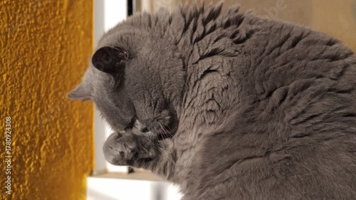 A fluffy gray British Shorthair cat grooming itself. The cat has a round face and dense fur, sitting near a window with a yellow wall in the background.