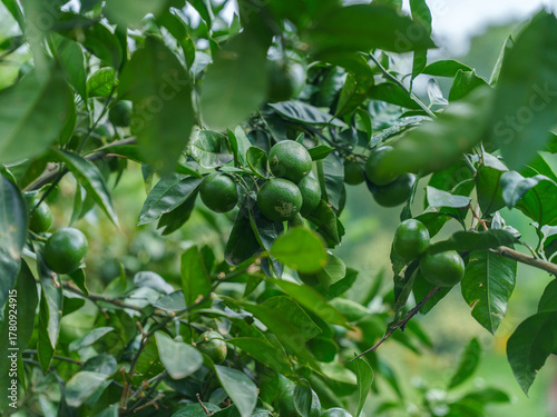 Citrus Tree with Unripe Green Lemons Among Glossy Leaves