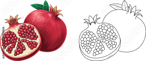 Pomegranate fruit illustration, whole and sliced, tropical food drawing, healthy nutrition artwork, coloring page outline, botanical vector design asset