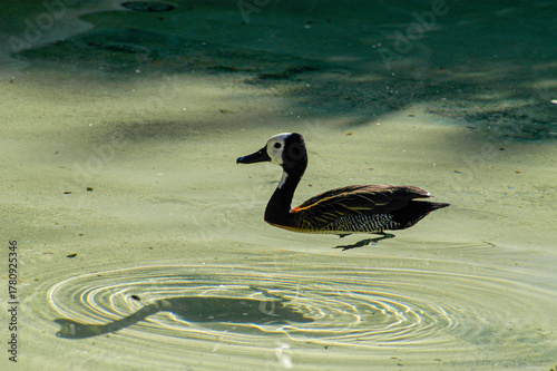 Bird in pond  in San Diego Zoo, San Diego, California, USA