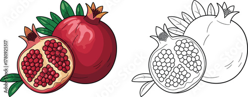 Pomegranate fruit illustration, whole and half cut, tropical food drawing, healthy nutrition artwork, coloring page outline, botanical vector design asset