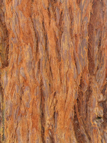 Close Up of Rough Tree Bark with Natural Texture