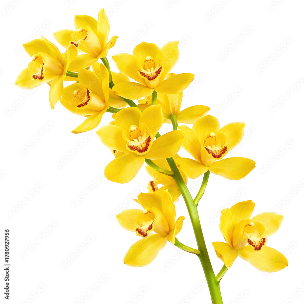 Fototapeta premium Vibrant yellow orchid flower stem beautiful, elegant, fresh floral spray with cheerful, delicate feeling