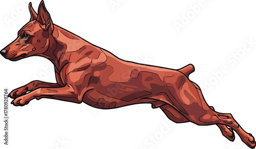 German Pinscher dog jumping leaping athletic vector illustration