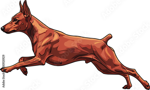 German Pinscher dog running energetic vector illustration