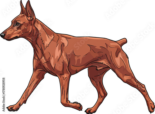 German Pinscher dog walking trotting elegant vector illustration