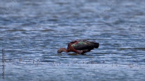 A Glossy Ibis walking in the water looking for food