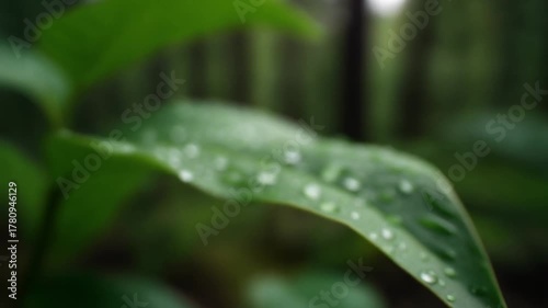Macro Close-Up of Dew Drops on Green Leaf with Forest Background – Cinematic 4K Nature Footage/緑の葉に輝く露のマクロ映像と森の背景 – シネマティック4K自然映像