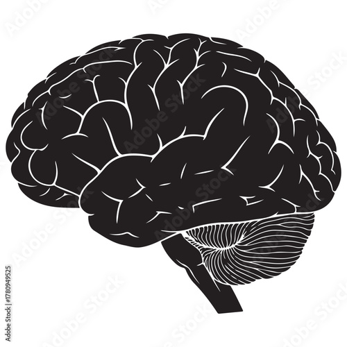Human Brain Anatomy Silhouette Illustration