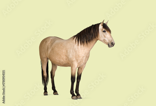 horse standing isolated studio portrait on light background