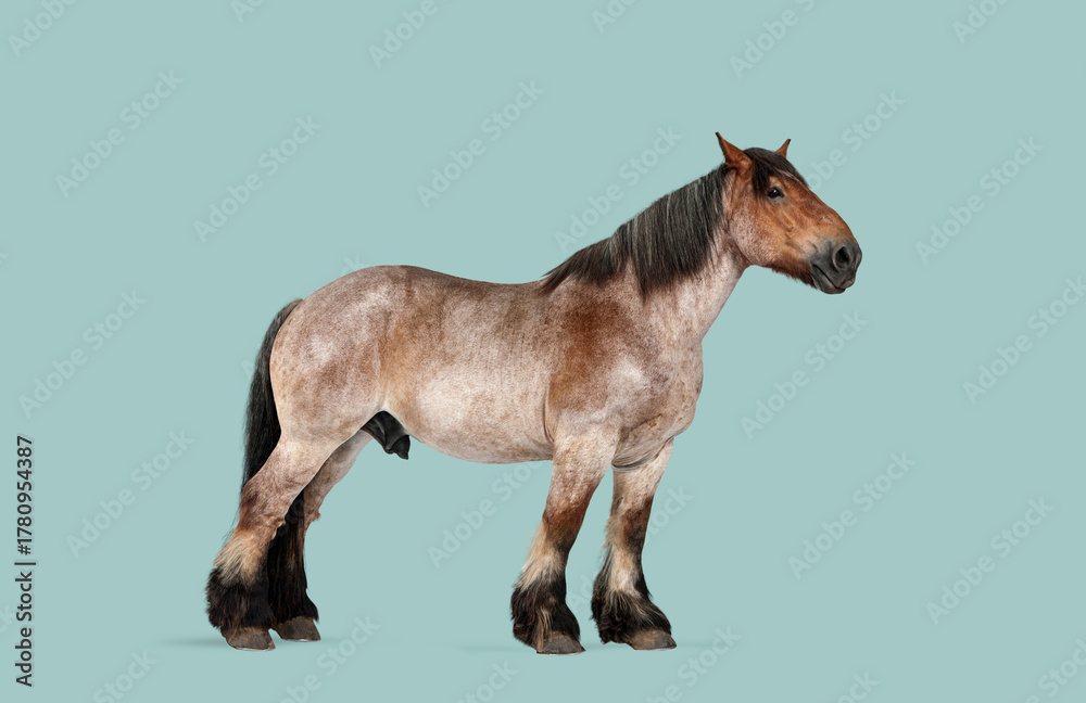 Obraz premium Belgian draft horse roan stallion standing showing strength