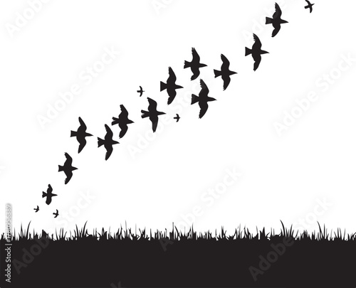 Flock of birds flying in formation over grass silhouette