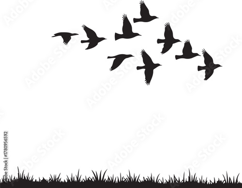 Flock of black birds flying in formation over grass
