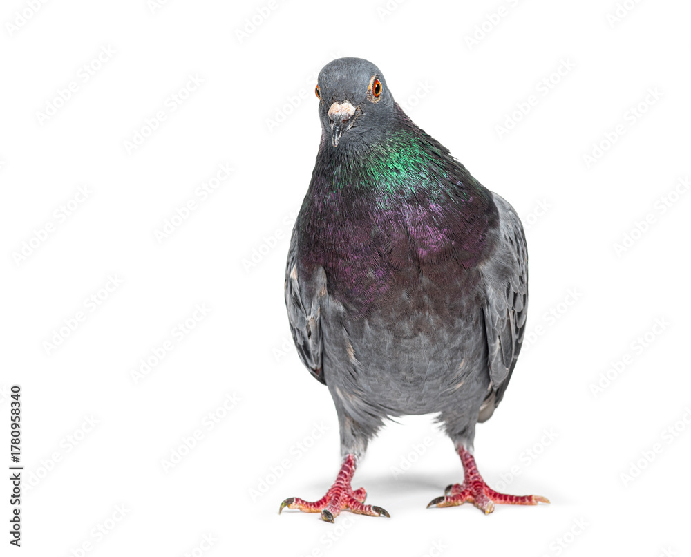 Naklejka premium Front view of a feral pigeon, isoated on white