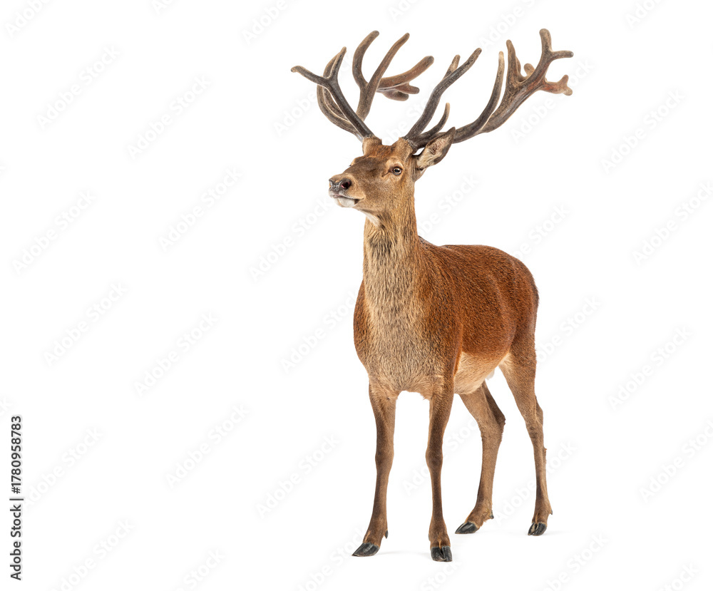 Obraz premium Red deer stag standing and looking up on white background