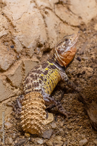 Brazilian spiny-tailed lizard on the ground
Hoplocercus spinosus