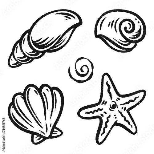 seashell and starfish illustrations silhouette hand drawn
