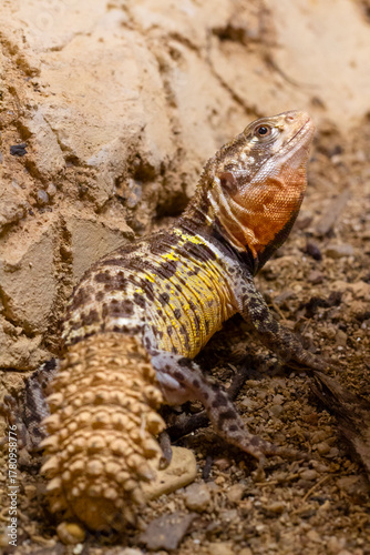 Brazilian spiny-tailed lizard on the ground
Hoplocercus spinosus