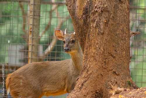 Brazilian brown deer at the zoo