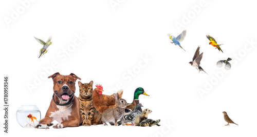 Canvas Print Diverse group of domestic and wild animals together