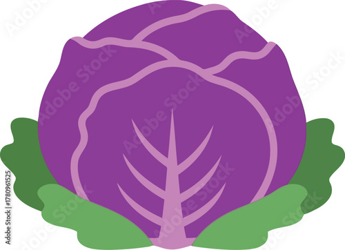 Vibrant red cabbage illustration