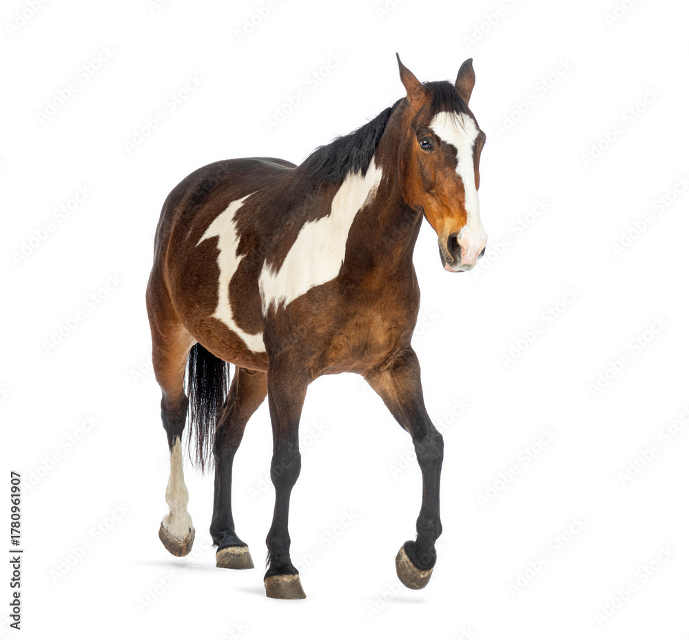 Obraz premium Paint horse walking on white background