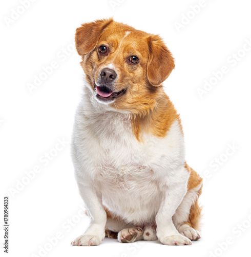 Tableau sur toile Adorable mixed breed dog sitting and panting on white background