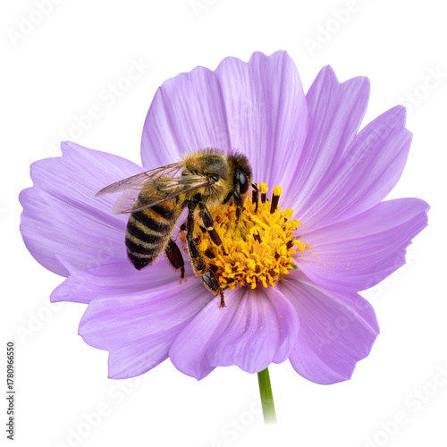 A bee gathers pollen from a light purple flower with a bright yellow center