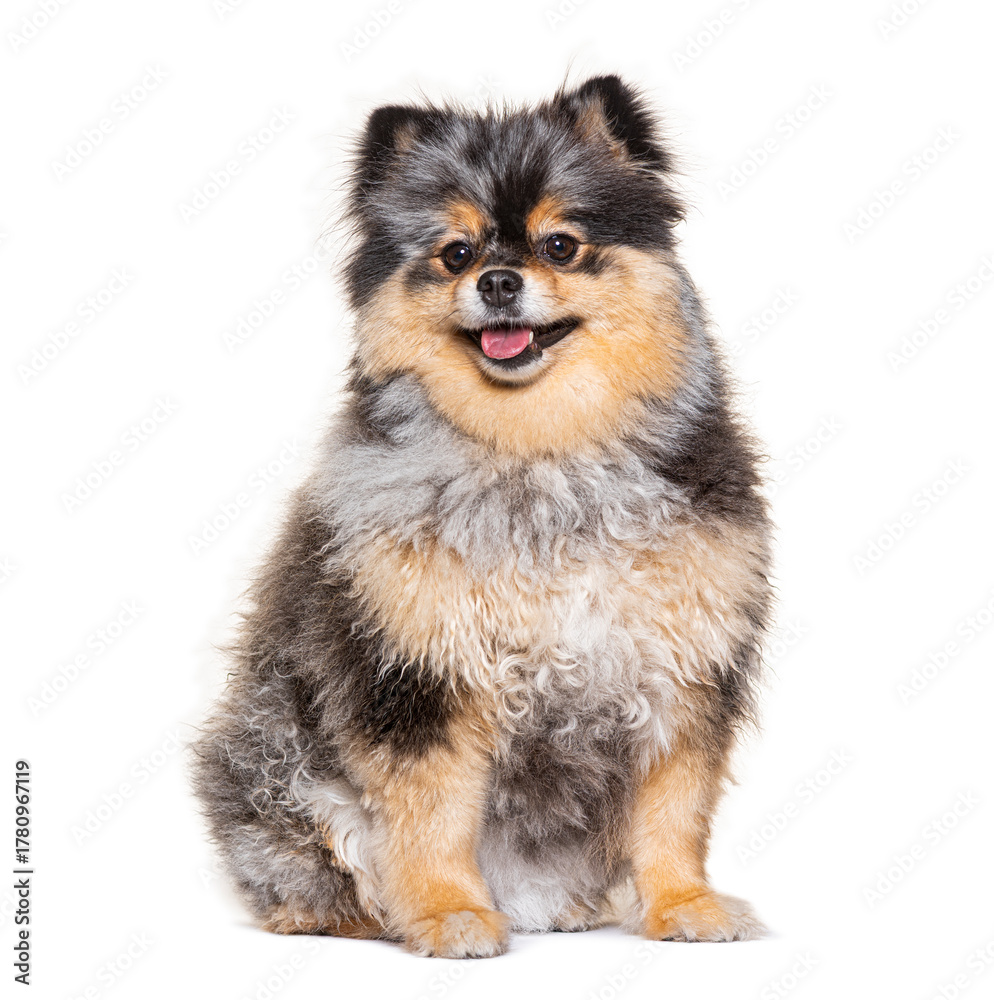 Fototapeta premium Adorable pomeranian dog sitting and panting on white background