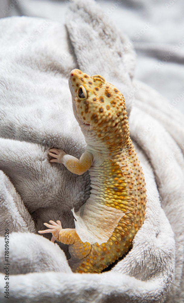 Obraz premium Gecko showing natural colors in comfortable setting. Lizard close-up removes skin