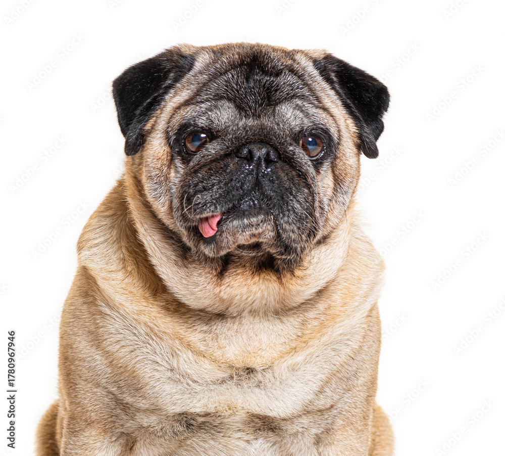 Obraz premium Pug sticking out tongue on white background
