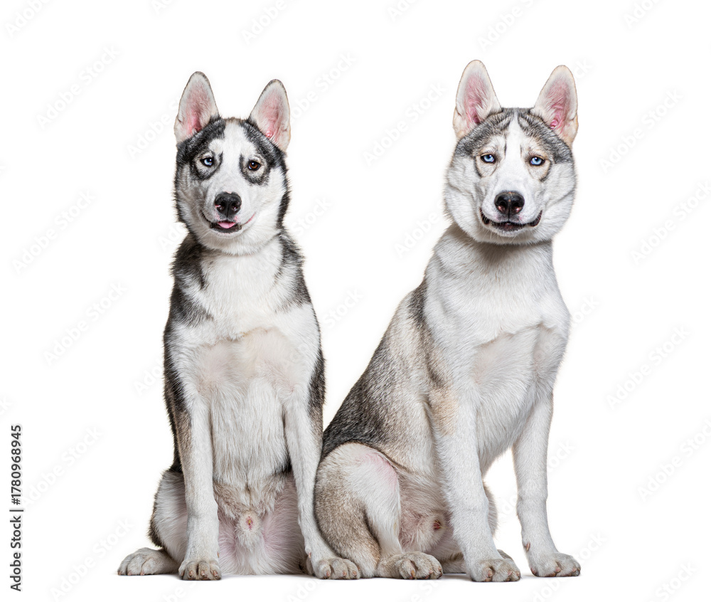 Obraz premium Two siberian huskies sitting and panting on white background