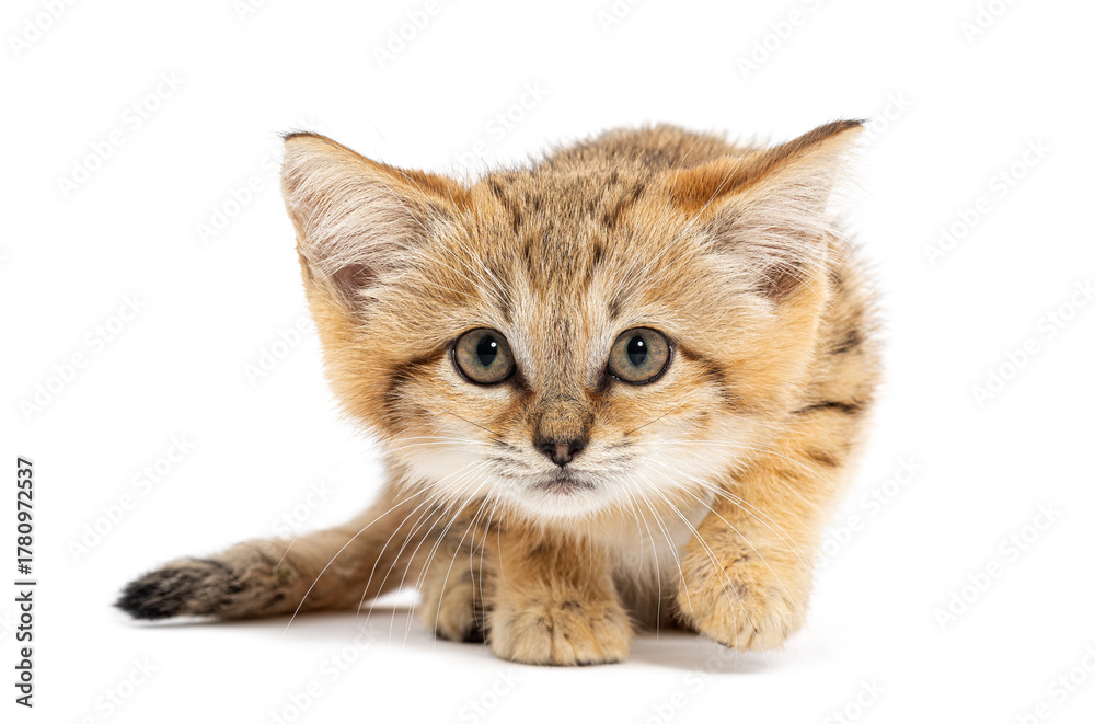 Obraz premium Sand cat kitten walking on white background